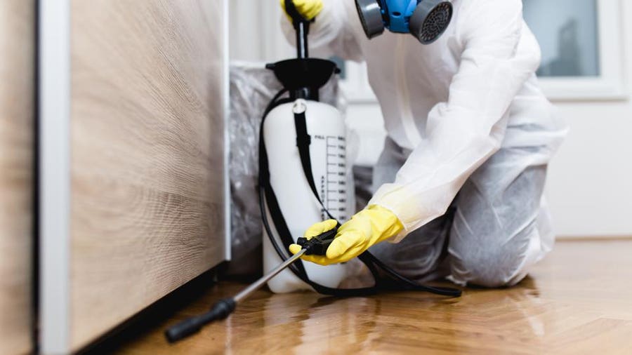 Choosing the Right Pest Control Company