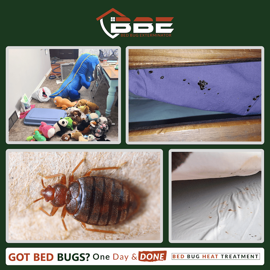 Top Natural Remedies for Bed Bugs Using Essential Oils