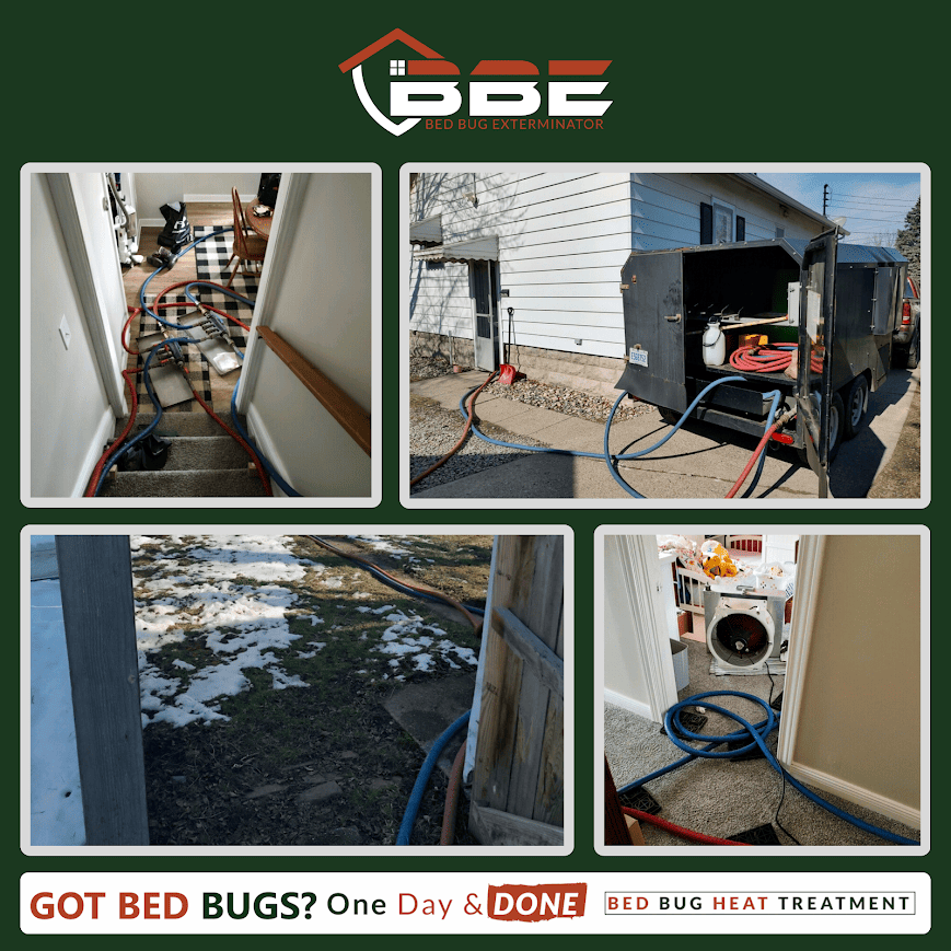 How Bed Bugs Act: Behavior Patterns You Should Know