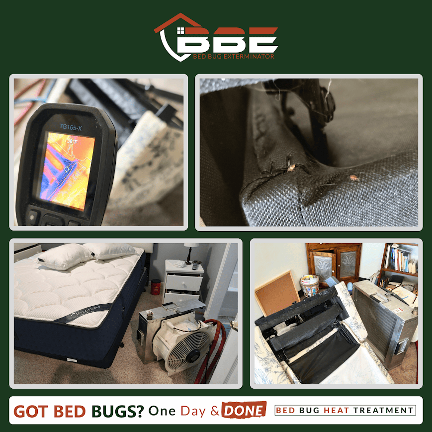 Effective Heat Treatment for Bed Bugs