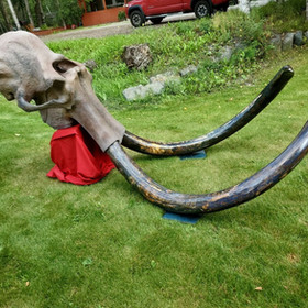 The Definitive Guide for Alaskan Fossils