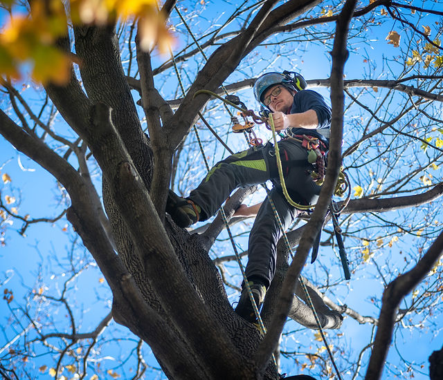 5 Simple Techniques For Tree Removal Oshawa