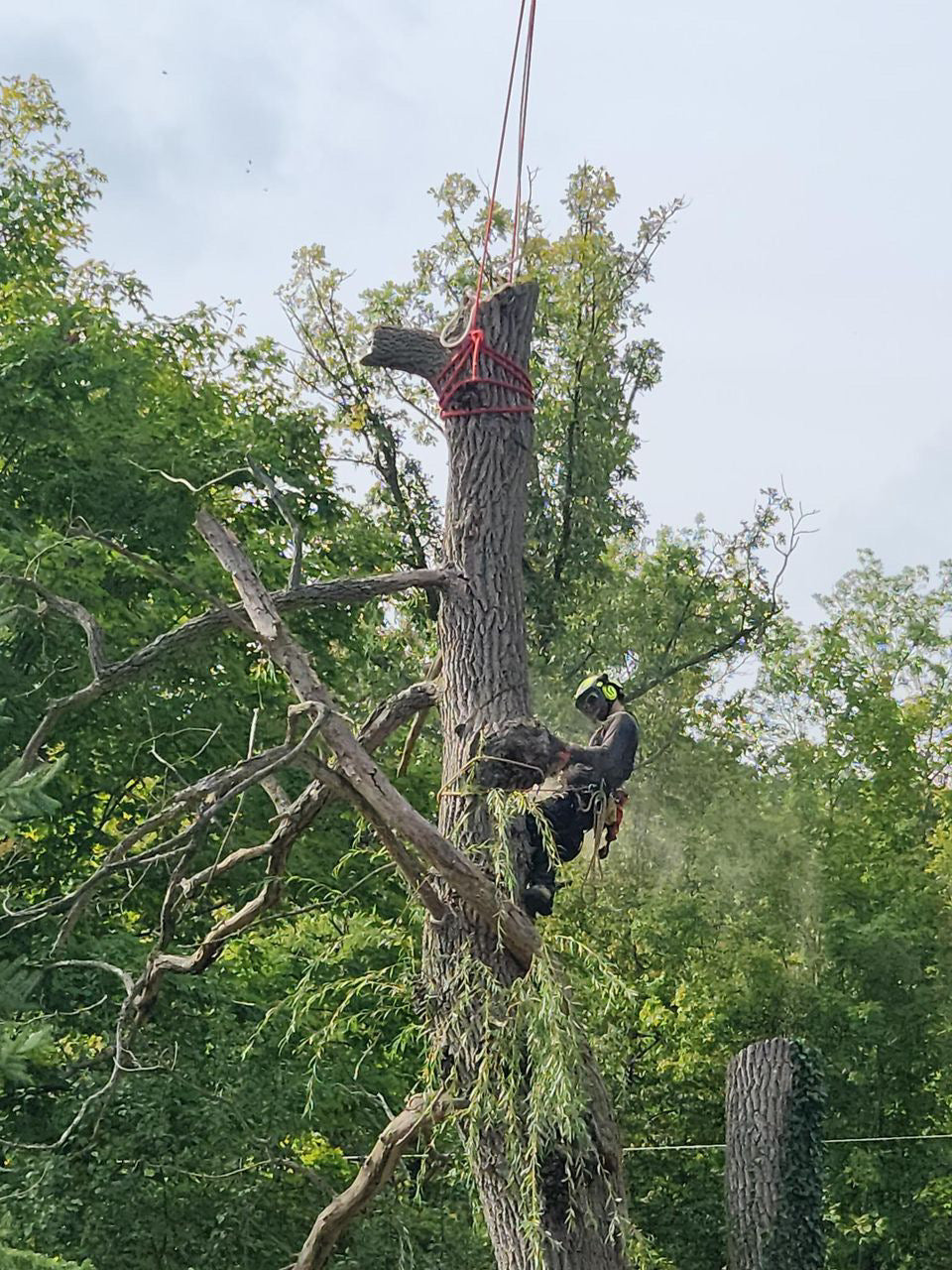 What Does Tree Removal Oshawa Mean?