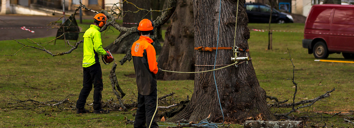 The Best Strategy To Use For Tree Removal Oshawa