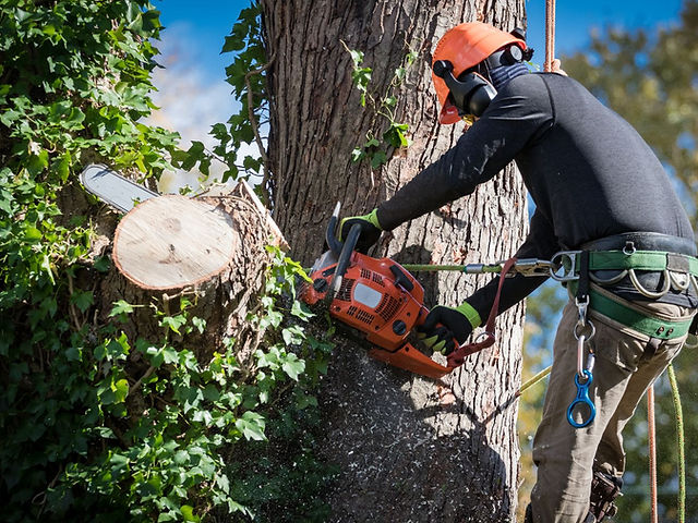 Tree Removal Oshawa Can Be Fun For Everyone