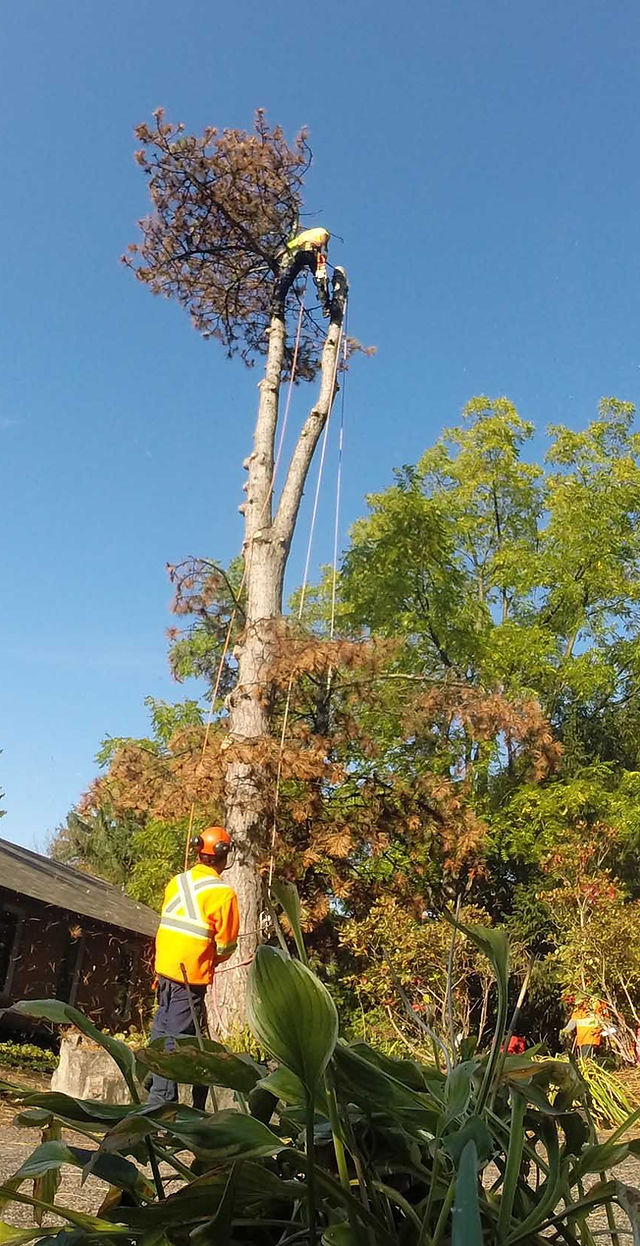 Not known Facts About Tree Removal Oshawa