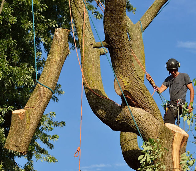 Unknown Facts About Tree Removal Oshawa
