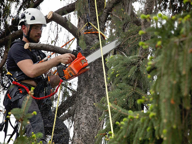 3 Easy Facts About Tree Removal Oshawa Shown