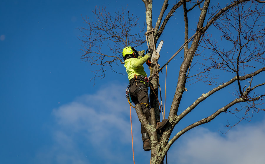 Tree Removal Oshawa Can Be Fun For Anyone