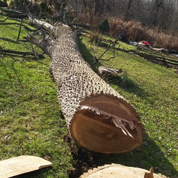 Not known Incorrect Statements About Tree Removal Pickering 