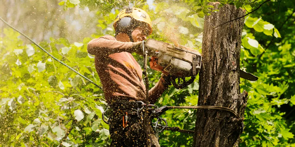 The Ultimate Guide To Tree Removal Pickering