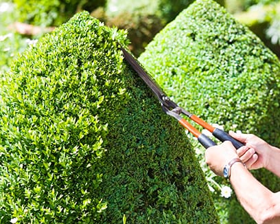 The Buzz on Tree Removal Pickering