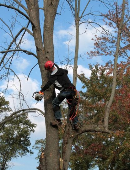 Facts About Tree Removal Pickering Revealed