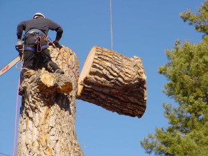 Little Known Facts About Tree Removal Pickering.