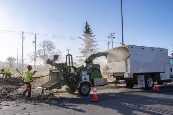 What Does Tree Removal Scarborough Mean?