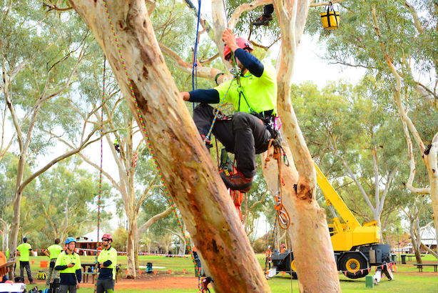 An Unbiased View of Tree Removal Scarborough