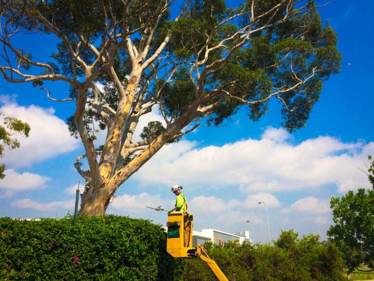 The 4-Minute Rule for Tree Removal Scarborough