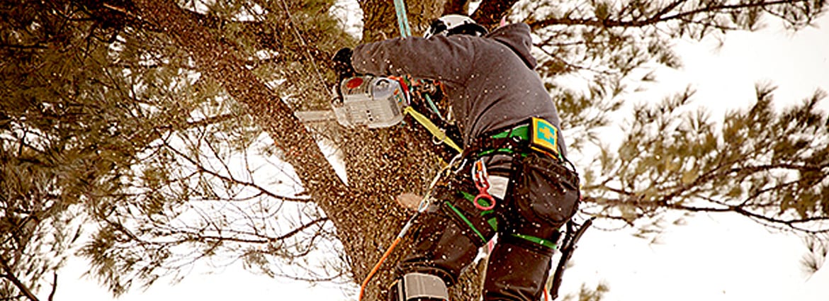 Tree Removal Scarborough for Beginners