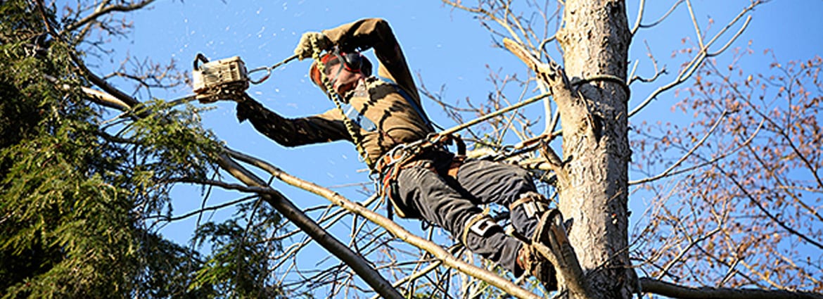 8 Easy Facts About Tree Removal Scarborough Shown