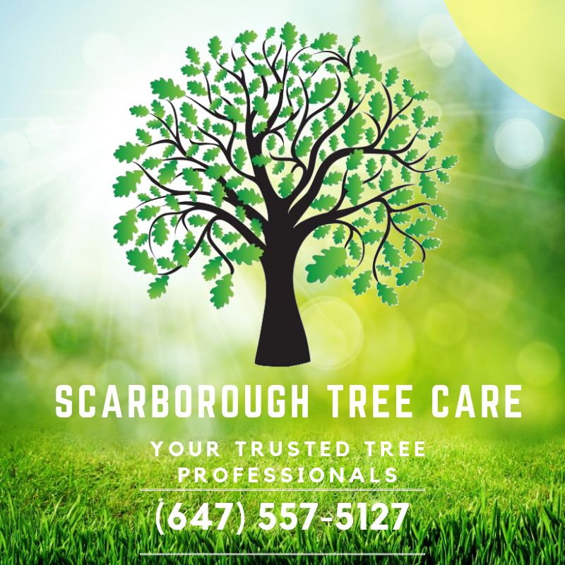 https://storage.googleapis.com/cloudsites/tree-service/860rc4hck/img/best-tree-service-scarboroughorig.jpg