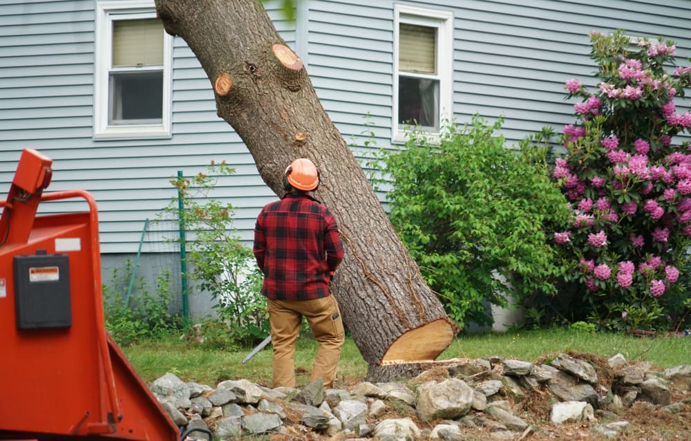 The Definitive Guide to Tree Removal Scarborough