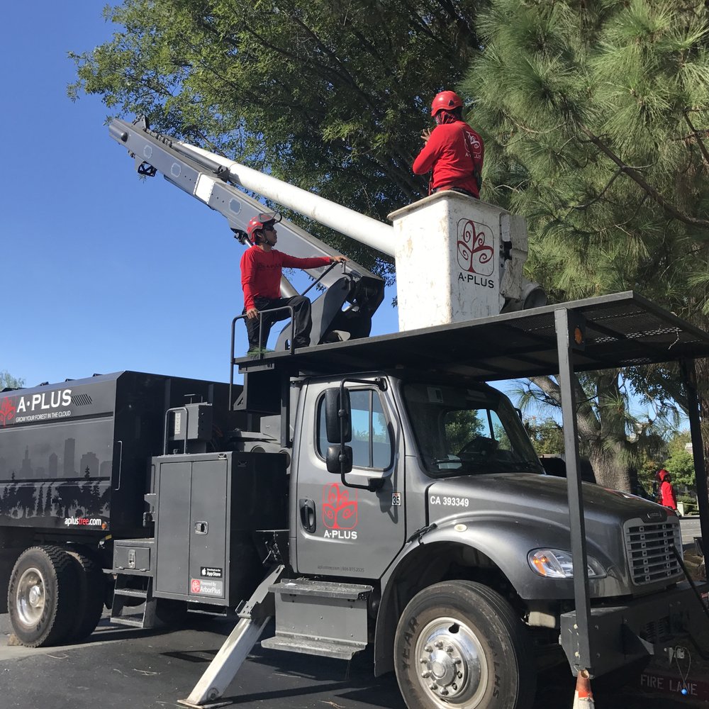 Enhancing Tree Beauty With Specialized Care