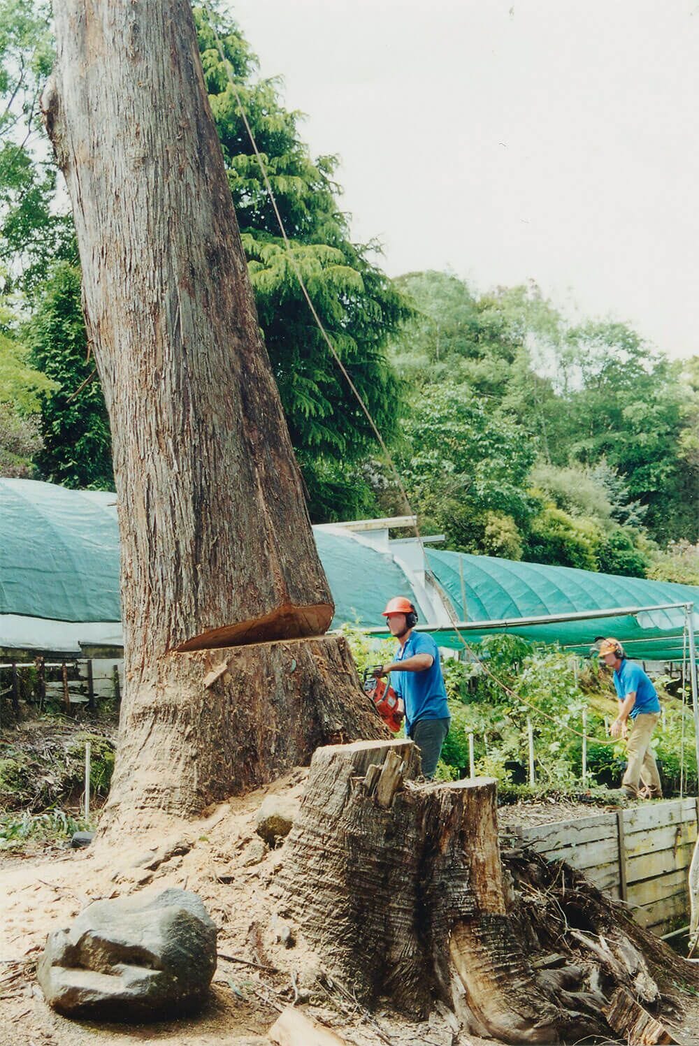 Tree Planting Techniques for Success