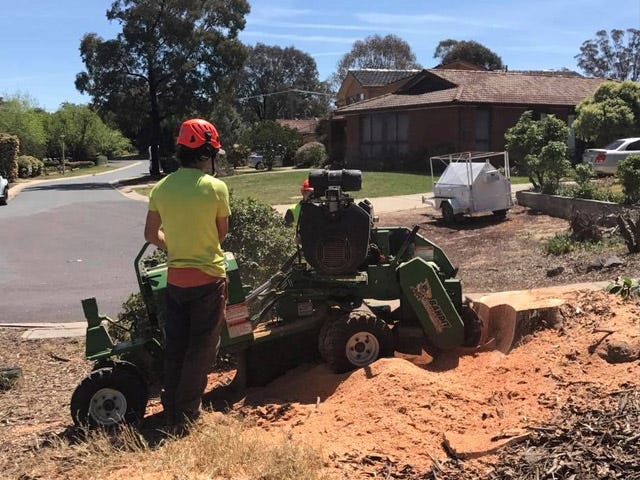 Comprehensive Tree Trimming Solutions