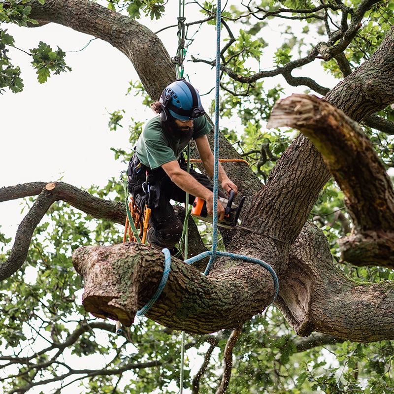 Safe Tree Removal Solutions