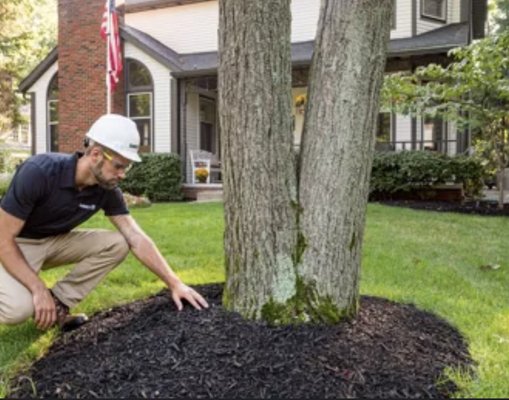 Investing in Tree Maintenance for Longevity