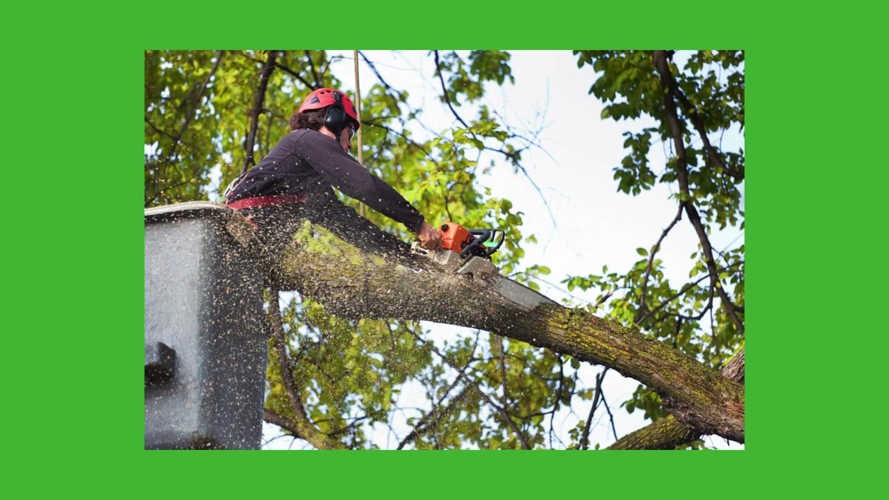 Seasonal Tree Maintenance Tips