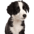 Puppy Articles Page