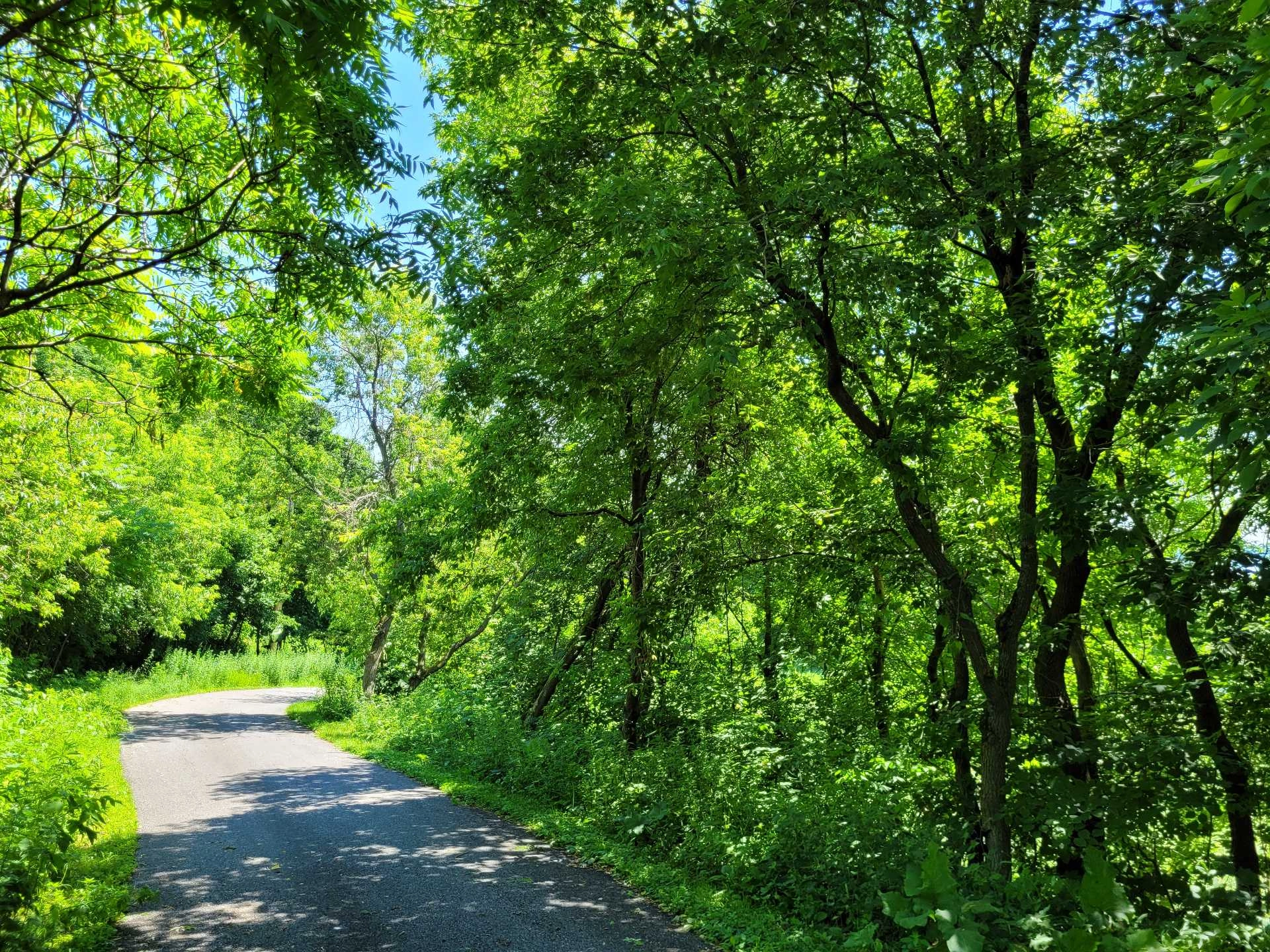 Chemin pittoresque entouré de verdure.