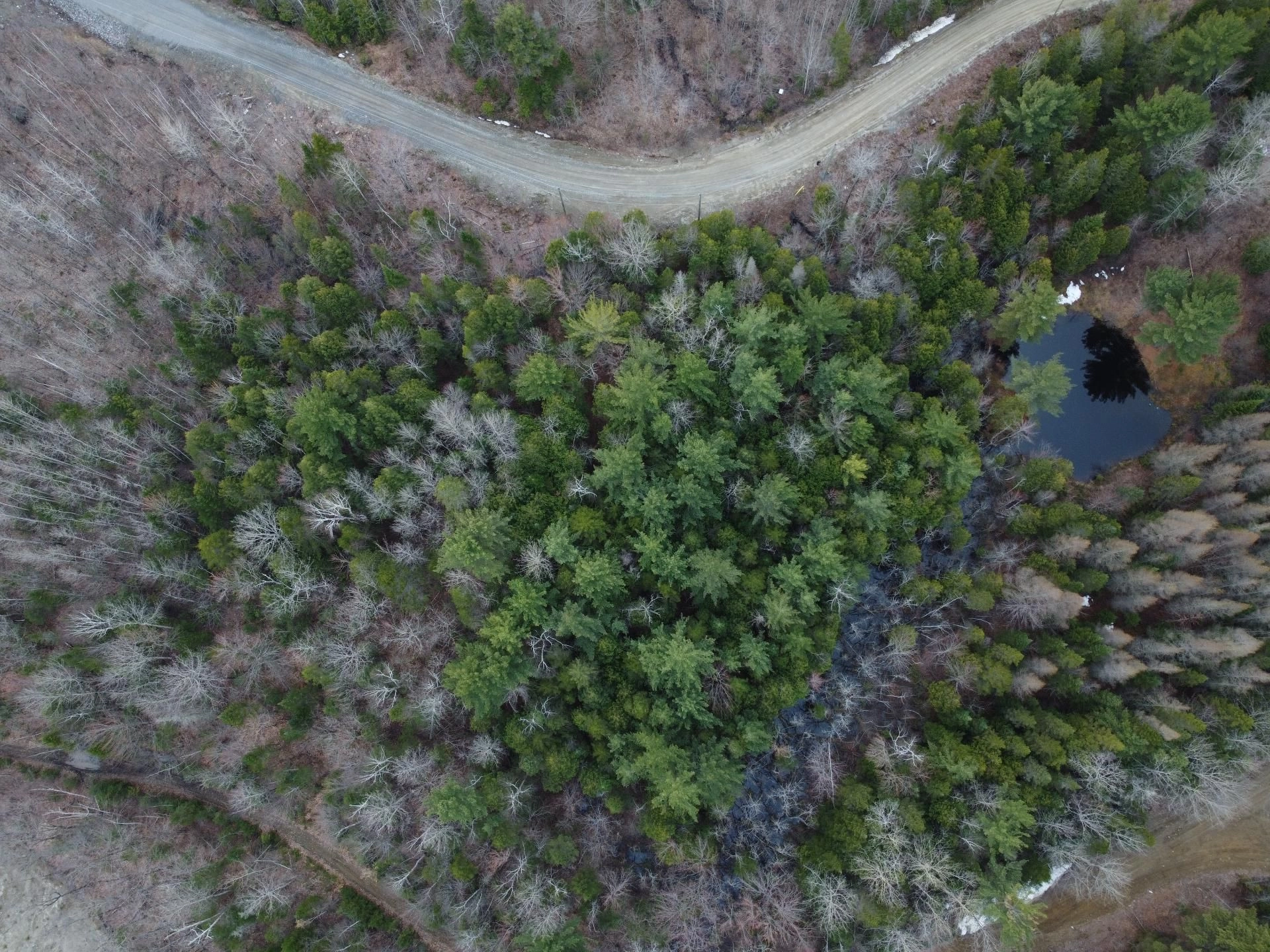 Vue aérienne d'une forêt dense