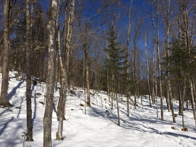 Forêt