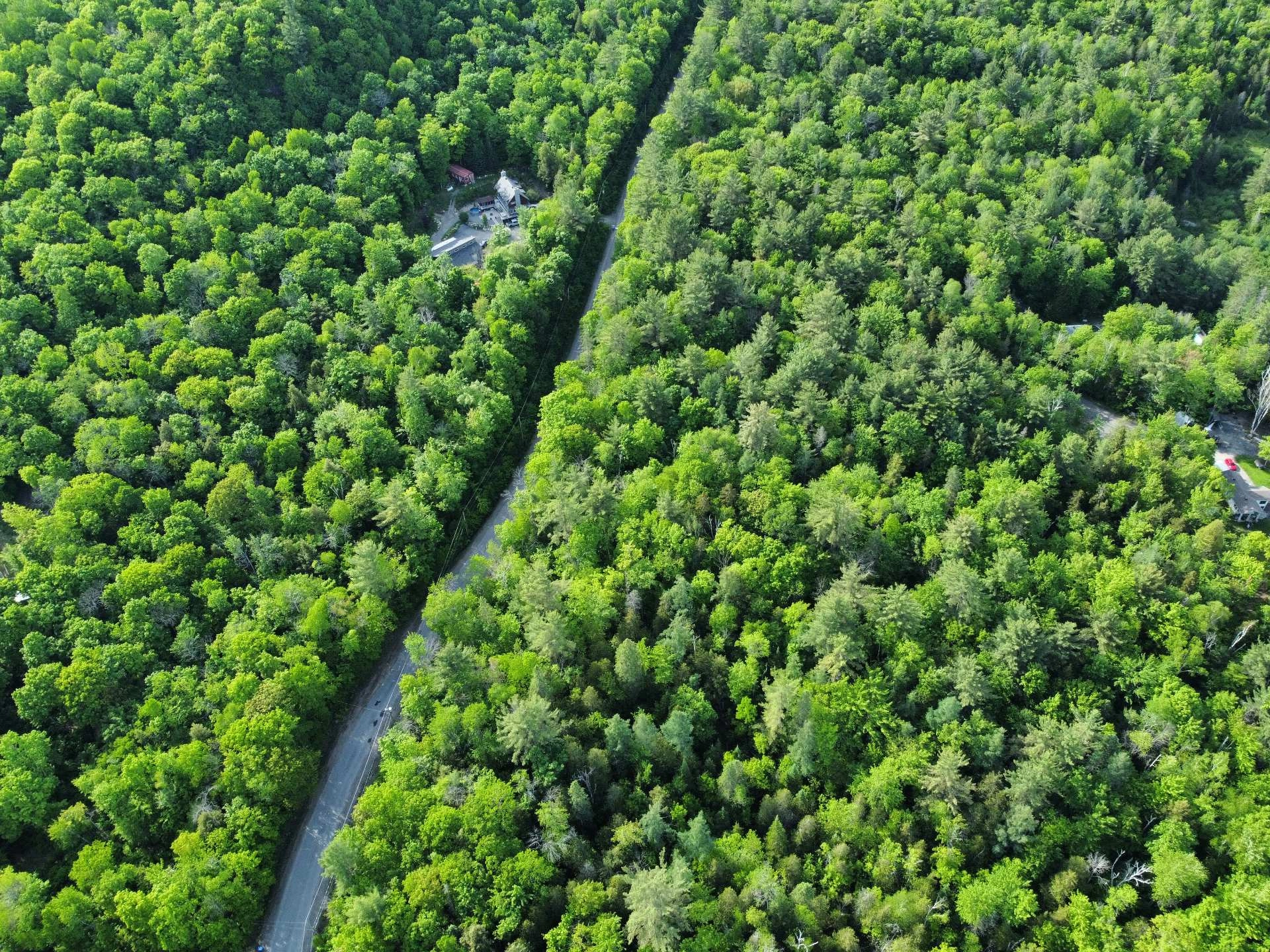 Forêt luxuriante entourant le terrain à Rawdon