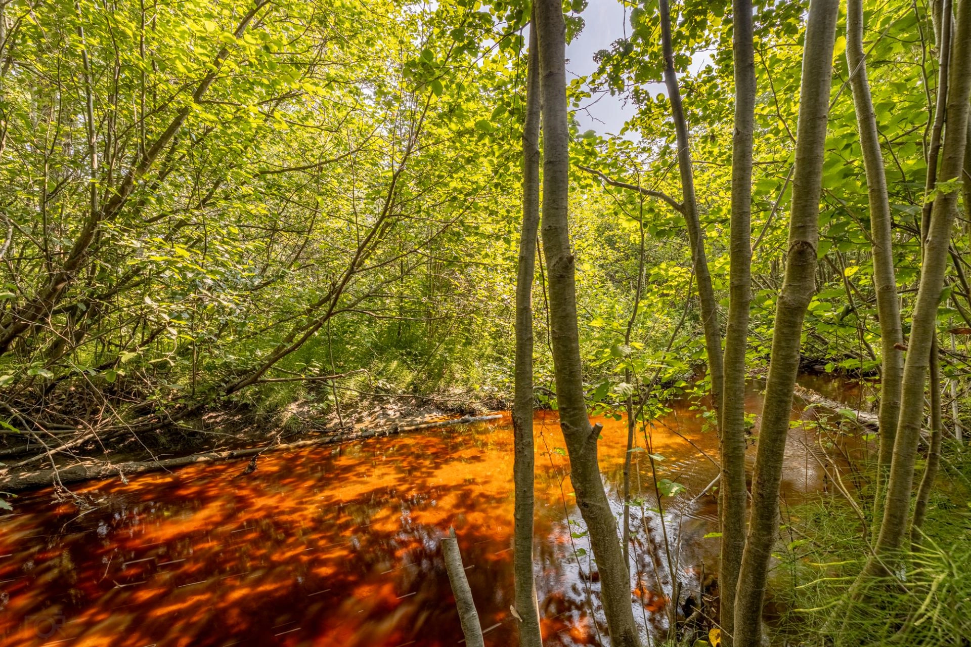 Ruisseau paisible dans un environnement boisé