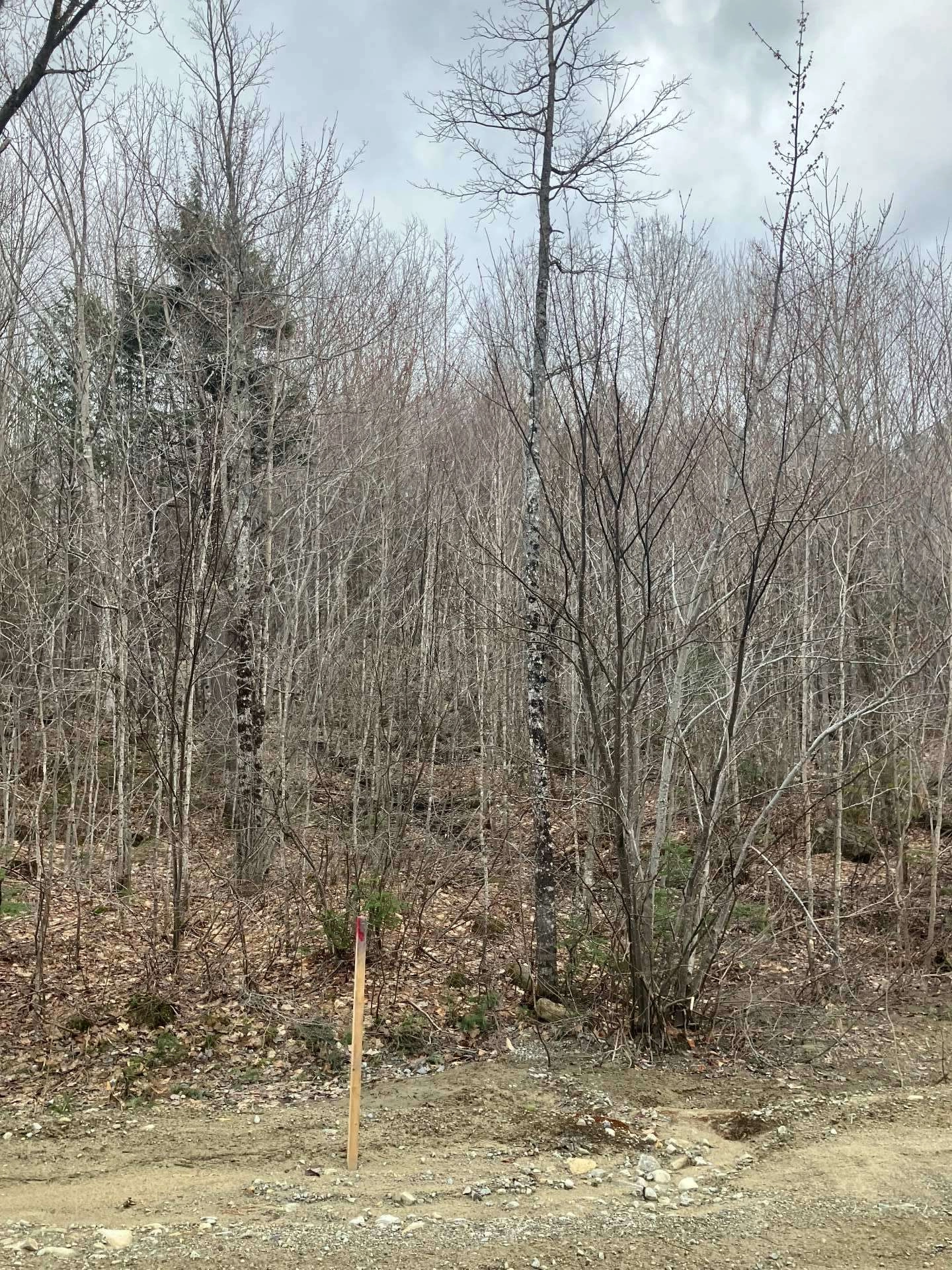 Vue de la forêt environnante