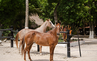 Paseo a Caballo