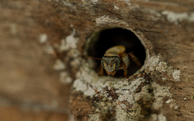 Abejas Meliponas