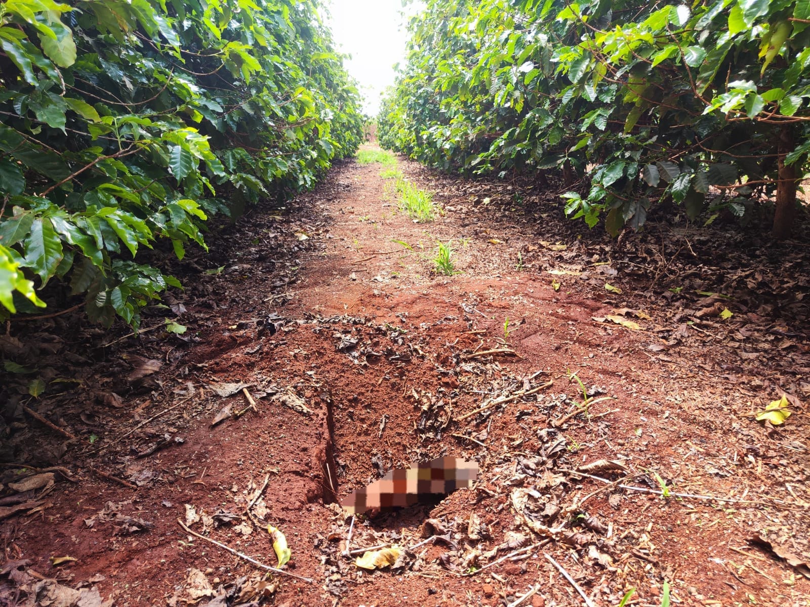 Corpo é localizado enterrado em fazenda de Monte Carmelo