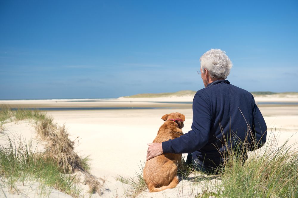 Beliebte Reiseziele in Holland für den Urlaub mit Hund