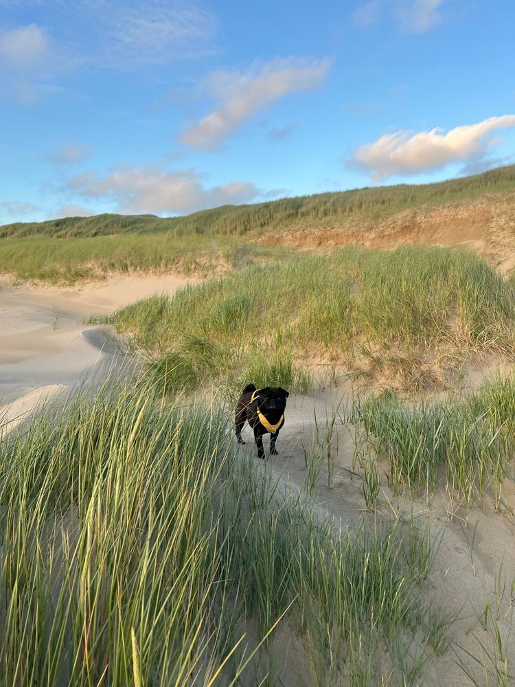 Wo kann man in Callantsoog gut Urlaub mit Hund machen?