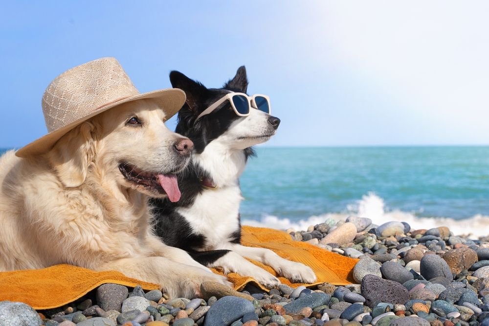 Urlaub mit Hund an der Ostsee - Ihr hundefreundliches Ferienhaus wartet!
