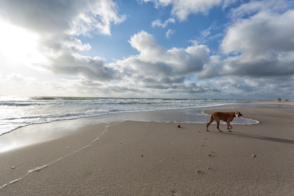 Hundestrände und Naturerlebnisse auf Sylt