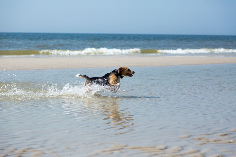 Urlaub mit Hund in Rantum - hundefreundliche Ferienhäuser entdecken!