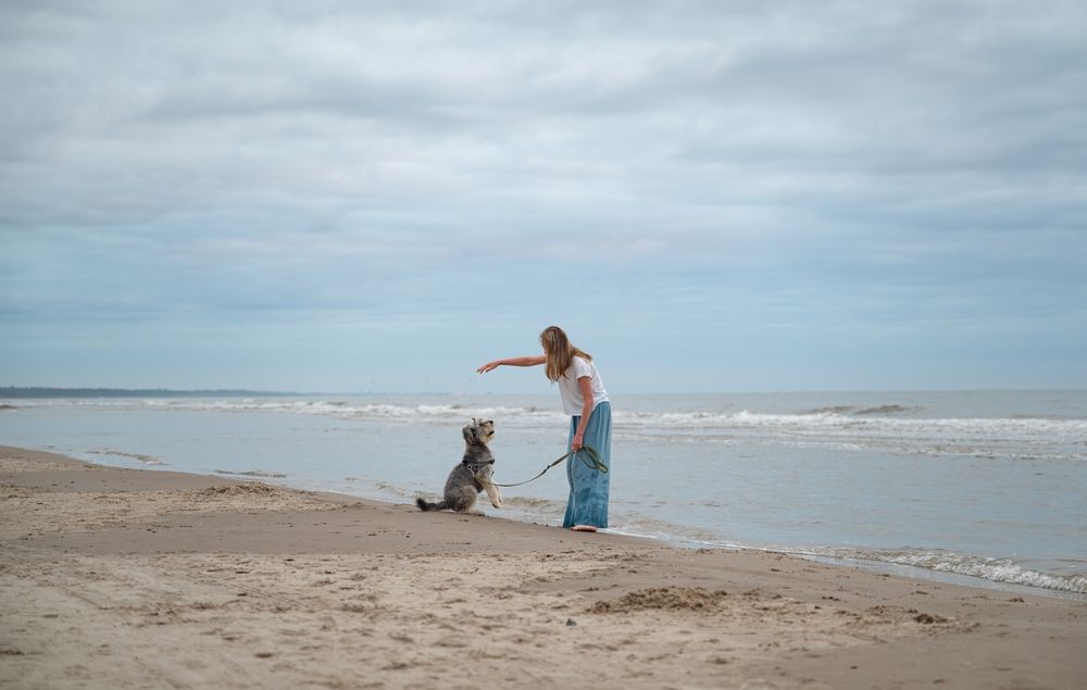 Urlaub mit Hund in Dänemark - Strand, Natur und entspannte Tage