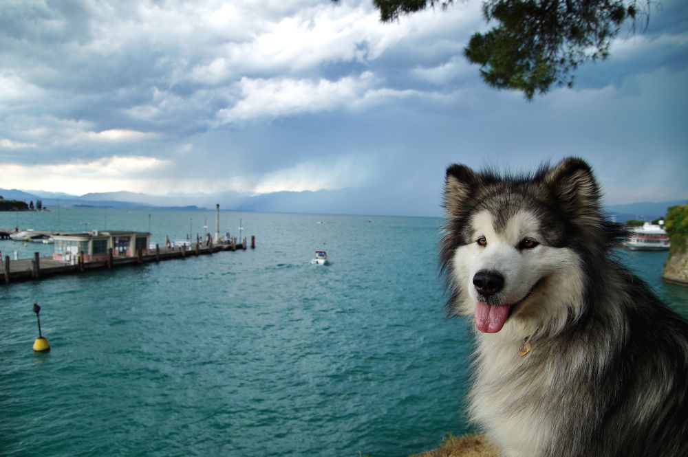 Ferienwohnungen und Ferienhäuser am Gardasee - Urlaub mit Hund