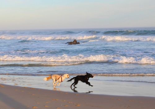 Hundestrände an der Ostsee - Badevergnügen für Zwei- und Vierbeiner