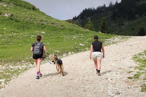 Naturerlebnisse und Wanderungen mit Hund im Allgäu